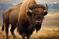 Bison of the Americas, a powerful and grand herbivore, commands the grassy expanses