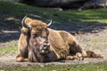Bison - animals that live in nature reserves in Europe