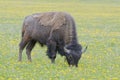 Bison