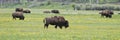 Bison, Antelope Flats