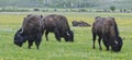 Bison, Antelope Flats