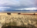 Bison at Antelope Island Royalty Free Stock Photo