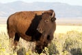 Bison on Antelope Island