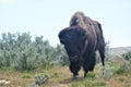 Bison at Antelope Island