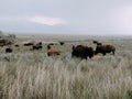 Bison on Antelope Island Royalty Free Stock Photo