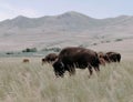 Bison on Antelope Island Royalty Free Stock Photo