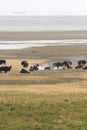 Bison in Antelope island state park in salt lake city