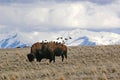 Bison on Antelope Island, Utah, in winter Royalty Free Stock Photo