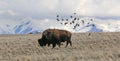 Bison on Antelope Island, Utah, in winter Royalty Free Stock Photo