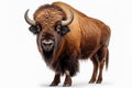 bison or aurochs standing isolated on white background