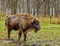 Bison, aurochs in the territory of the Prioksko-terraced reserve