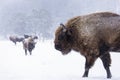 Bison or Aurochs in winter season in there habitat. Beautiful snowing