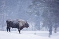 Bison or Aurochs in winter season in there habitat. Beautiful snowing