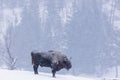 Bison or Aurochs in winter season in there habitat. Beautiful snowing