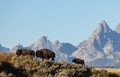 Bison in Autumn in Grand Teton National Park Royalty Free Stock Photo