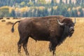 Bison in the Autumn Rut