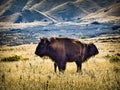 Bison with baby on Antelope Island, Utah