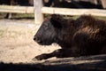 Bison Baby Lying Down and Resting