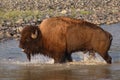 Bison Bawling in the River Royalty Free Stock Photo