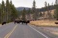 Bison begin to cross the road in Yellowstone National Park, starting a traffic jam Royalty Free Stock Photo