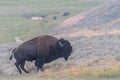 Bison Bellowing in Lamar Valley Royalty Free Stock Photo