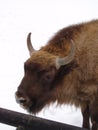 Bison at Bialowieza National Park, Poland Royalty Free Stock Photo