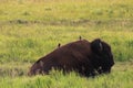 Bison with Birds Royalty Free Stock Photo