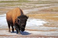 Bison at Upper Geyser Basin, Yellowstone National Park, Wyoming Royalty Free Stock Photo