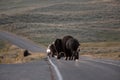 Bison Block Traffic In Hayden Valley Royalty Free Stock Photo