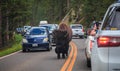 Bison Blocking the Road in Yellowstone National Park Royalty Free Stock Photo