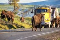 Bison blocking road in Yellowstone National Park, Wyoming Royalty Free Stock Photo