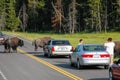 Bison blocking road in Yellowstone National Park, Wyoming Royalty Free Stock Photo