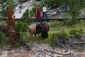 Bison By a Boardwalk in Yellowstone