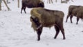 Bison bonasus - European bison Group of animals in winter season on snow.