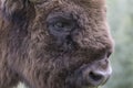 European bison, Bison bonasus, portrait with background