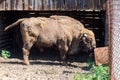 Bison bonasus, Wisent.