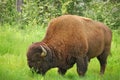 Bison (Buffalo)