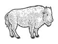 Bison Buffalo Animal Sketch Vector Illustration