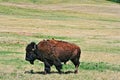 Bison Buffalo with birds in Wind Cave National Park Royalty Free Stock Photo