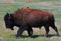Bison Buffalo with birds in Wind Cave National Park Royalty Free Stock Photo