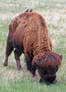 Bison Buffalo with birds in Wind Cave National Park Royalty Free Stock Photo
