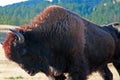 Bison Buffalo Bull arching and stretching in Wind Cave National Park in the Black Hills Royalty Free Stock Photo