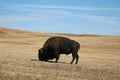 Bison Buffalo Bull in Custer State Park in the Black Hills of South Dakota USA