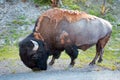 Bison Buffalo Bull grazing in the Hayden Valley near to Canyon Village in Yellowstone National Park in Wyoming USA Royalty Free Stock Photo