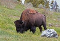 Bison Buffalo Bull grazing in the Hayden Valley near to Canyon Village in Yellowstone National Park in Wyoming USA Royalty Free Stock Photo