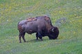 Bison Buffalo Bull grazing near Canyon Village in Yellowstone National Park in Wyoming Royalty Free Stock Photo