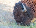 Bison Buffalo Bull grazing near Canyon Village in Yellowstone National Park in Wyoming Royalty Free Stock Photo