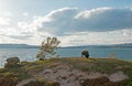 Bison Buffalo Bull grazing next to Yellowstone Lake in Yellowstone National Park in Wyoming USA Royalty Free Stock Photo