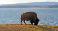 Bison Buffalo Bull grazing next to Yellowstone Lake in Yellowstone National Park in Wyoming USA Royalty Free Stock Photo