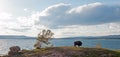 Bison Buffalo Bull grazing next to Yellowstone Lake in Yellowstone National Park in Wyoming USA Royalty Free Stock Photo